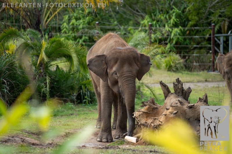 Megawati ( Mega ) ???