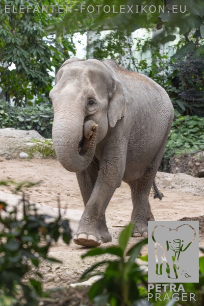 Panang
