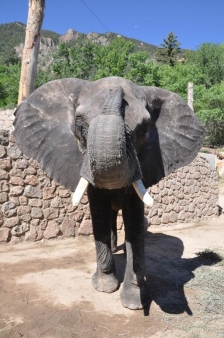 Jambo ( Dumbo)