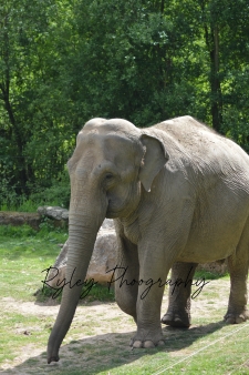 Minbu