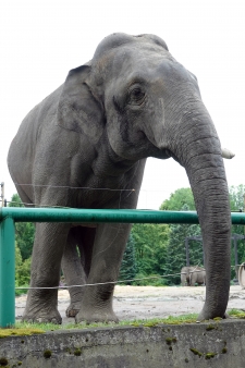 Ned (George - Crooked)