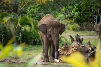 Megawati ( Mega ) ???