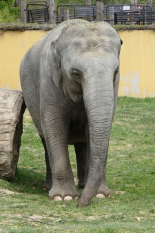 Rashmi
