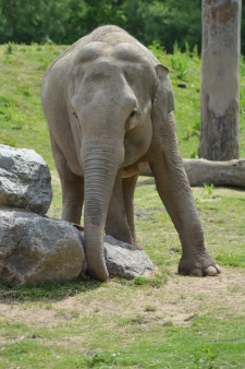 Tara