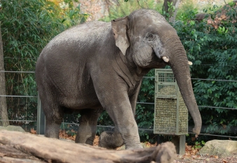 Sam