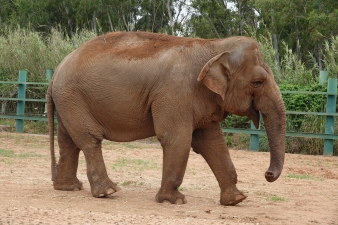 Maha