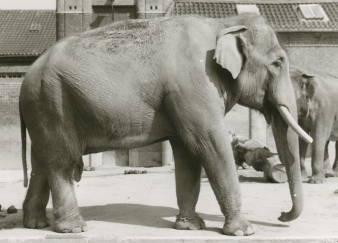 Chieng Mai ( Plaisak )